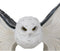 Arctic Magic White Snow Owl Flapping Its Pentagram Spellbook Wings Figurine