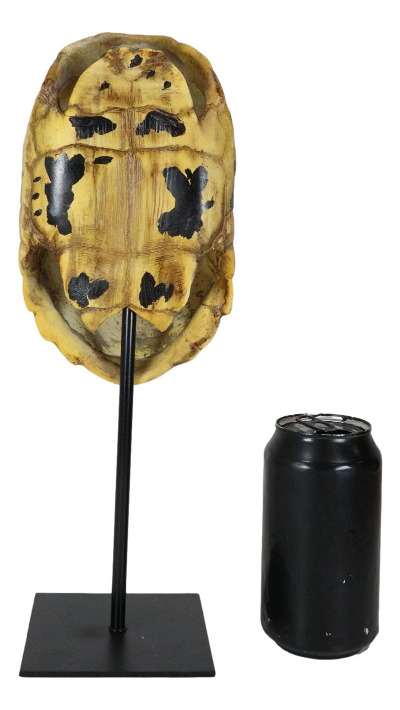 Nautical Reptile Yellow Elongated Tortoise Shell Sculpture On Museum A ...