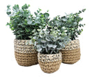 Set Of 3 Realistic Artificial Botanica Fern Eucalyptus Plant In Chic Woven Pots