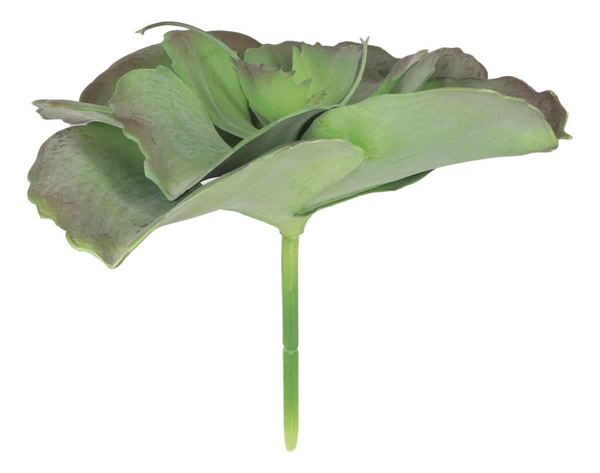 Pack of 6 Realistic Lifelike Artificial Lilacina Paddle Desert Plant Succulents
