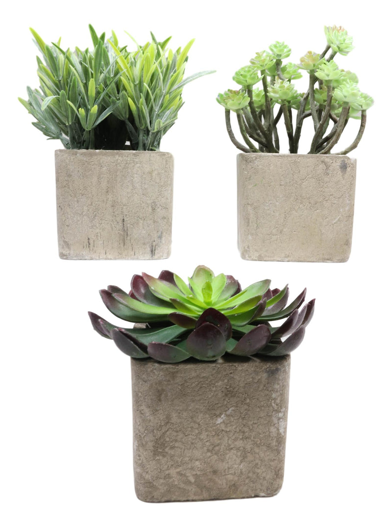 succulents in square pots Set Of 3 Realistic Lifelike Artificial Botanica Succulents In Square P– Ebros Gift