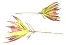 Set of 6 Realistic Artificial Botanica Faux Plants Thistle Fern Grass Leaf Stems