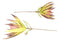 Set of 6 Realistic Artificial Botanica Faux Plants Thistle Fern Grass Leaf Stems