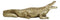 Large 2 Feet Gold Patina Crocodile Baring Jaws and Razor Teeth Garden Statue