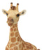 Wildlife Safari Savannah Masai Giraffe Calf Sitting in Repose Figurine 5.75"H