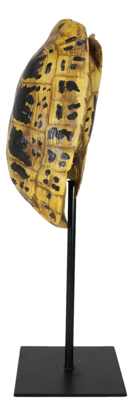 Nautical Reptile Yellow Elongated Tortoise Shell Sculpture On Museum A ...