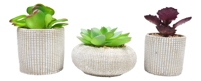 Set Of 3 Colored Realistic Artificial Botanica Succulents Plant In Textured Pots