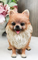 Lifelike Adorable Pet Pal Sitting Pomeranian Spitz Puppy Dog Figurine 6"H