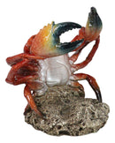 Ocean Marine Giant Stone Anthropod Crab With Black Claws Wine Bottle Holder