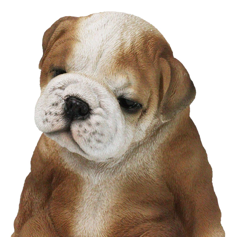 Pedigree bulldog puppies deals