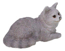 Realistic Feline British Shorthair Grey Kitty Cat Kitten Resting Mini Figurine