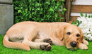 Large Realistic Sleeping Yellow Labrador Retriever Statue 21"H Golden Retriever