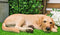 Large Realistic Sleeping Yellow Labrador Retriever Statue 21"H Golden Retriever