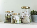 Set of 3 Clear Glass Canister Make Up Seashells Sand Storage Jars With Gold Lids