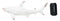 Nautical Ocean Marine Great White Shark Swimming Antiqued White Figurine 19.5"L