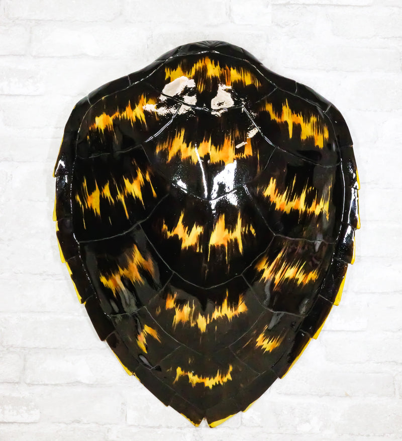 Large Nautical Marine Black Tone Faux Hawksbill Turtle Shell Replica Wall Decor