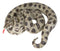Realistic Ferocious Coiled Boa Snake Hand Painted Taxidermy Statue 17"L