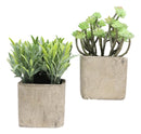 Set Of 3 Realistic Lifelike Artificial Botanica Succulents In Square Pots 6"H