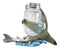 Sea Ocean Marine Apex Predator Great White Shark Salt And Pepper Shakers Holder
