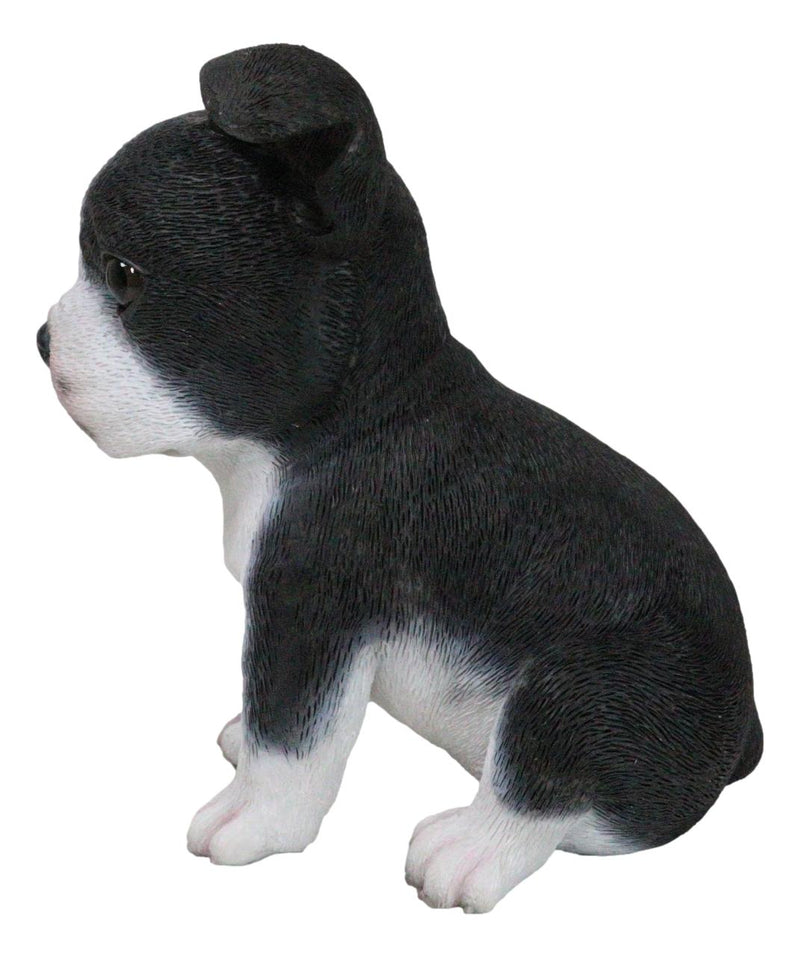 Realistic Miniature Boston Terrier Puppy Statue 6.25"Tall Animal Dog Collectible