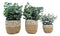 Set Of 3 Realistic Artificial Botanica Fern Eucalyptus Plant In Chic Woven Pots