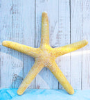 Nautical Marine Ocean Coral Yellow Sea Star Shell Starfish Wall Plaque Sculpture