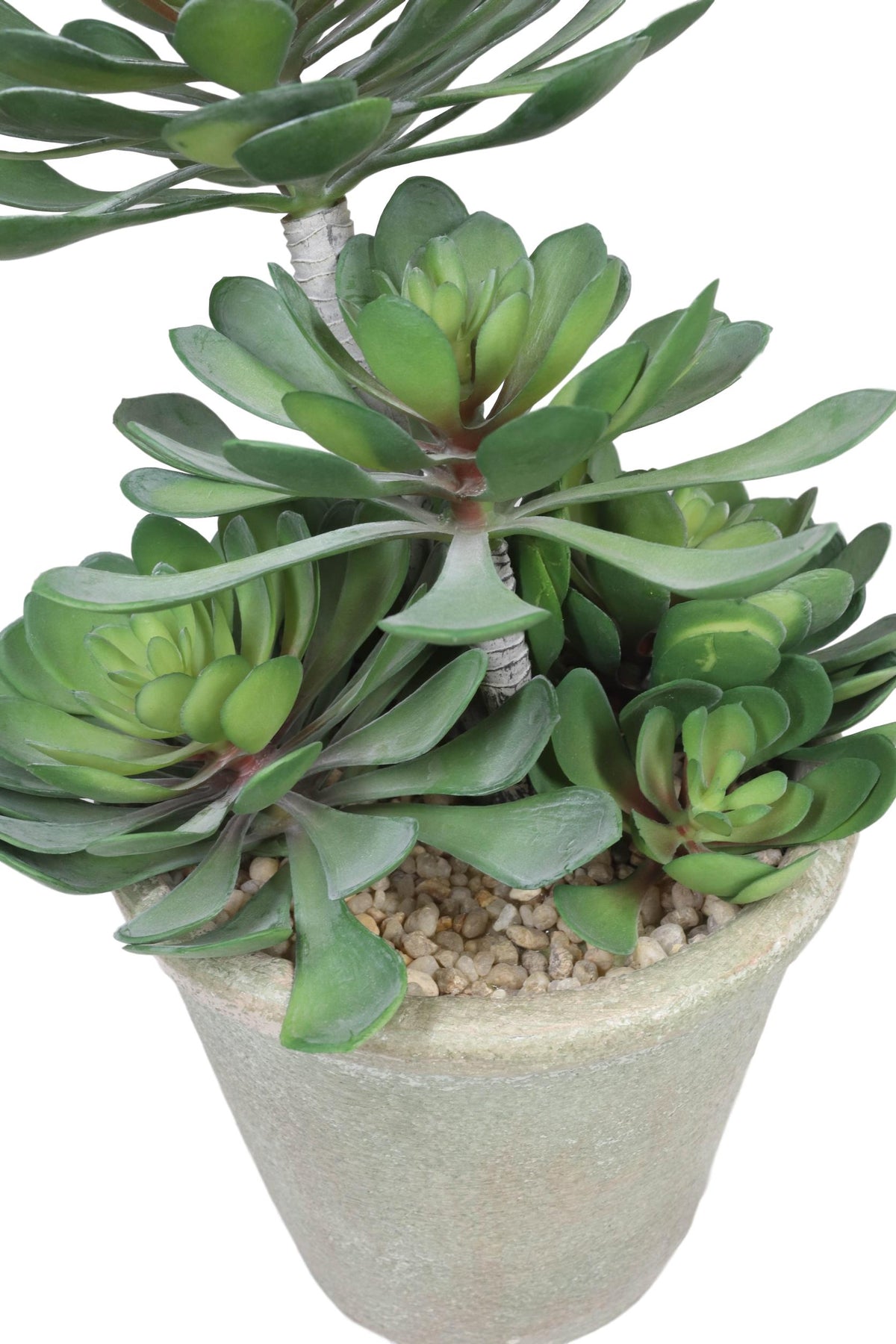 Pack Of 2 Lifelike Artificial Zwartkop Succulent Blooms Botanicas In Earth Pots
