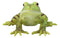 Amphibian Wild Creatures Realistic Green Frog Decorative Figurine