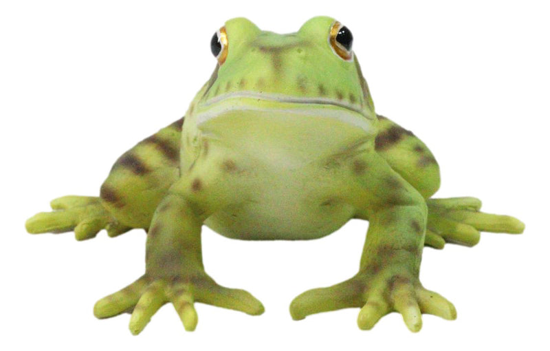 Amphibian Wild Creatures Realistic Green Frog Decorative Figurine