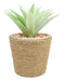 Set Of 3 Realistic Artificial Botanica Plant Succulents In Jute Wrapped Tin Pots