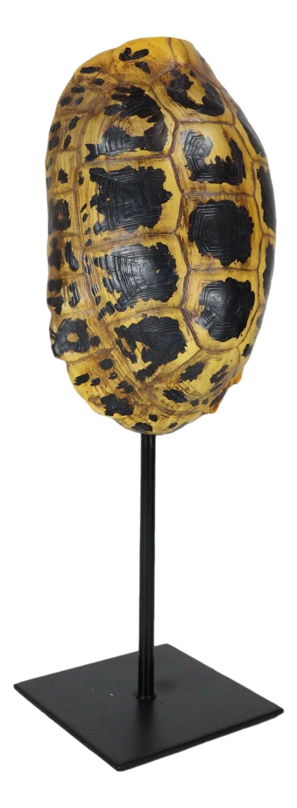 Nautical Reptile Yellow Elongated Tortoise Shell Sculpture On Museum Art Stand