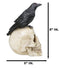 Myth and Legends Black Odin Raven Crow Perching On Skull Decorative Figurine