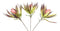 Set of 6 Realistic Artificial Botanica Faux Plants Thistle Fern Grass Leaf Stems