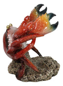 Ocean Marine Giant Stone Anthropod Crab With Black Claws Wine Bottle Holder