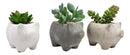 Set of 3 Realistic Artificial Botanica Succulents in Little Pigs Pot 5" High