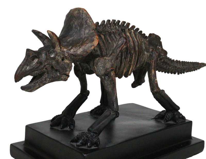 Faux Taxidermy Triceratops Dinosaur Fossil Figurine On Museum Display Base Stand