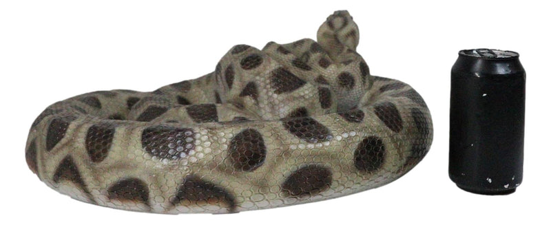 Realistic Ferocious Coiled Boa Snake Hand Painted Taxidermy Statue 17"L