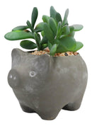Set of 3 Realistic Artificial Botanica Succulents in Little Pigs Pot 5" High