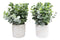Set of 4 Realistic Artificial Botanica Boxwood Sage Bush Plant in Concrete Pots