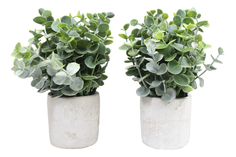 Set of 4 Realistic Artificial Botanica Boxwood Sage Bush Plant in Concrete Pots