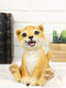 Adorable Prince of The Safari Jungle Forest African Lion Cub Figurine 4" Long