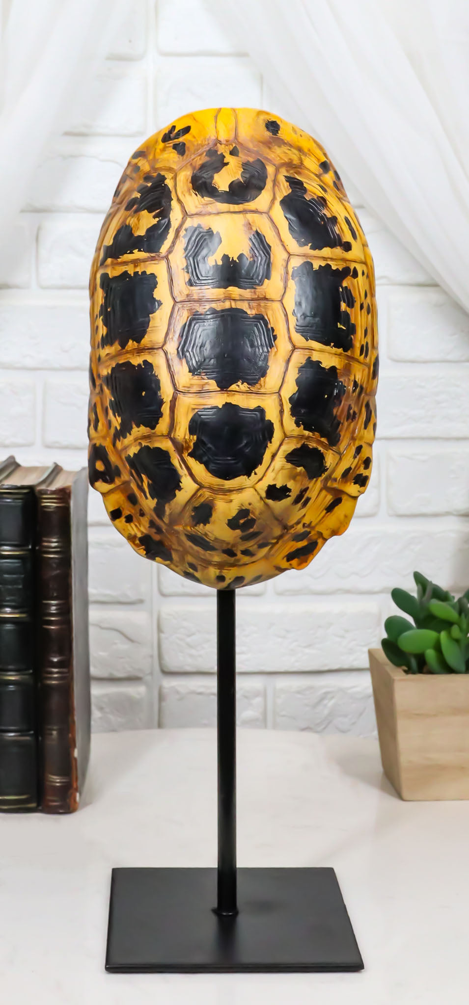 Nautical Reptile Yellow Elongated Tortoise Shell Sculpture On Museum A ...