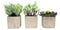 Set Of 3 Realistic Lifelike Artificial Botanica Succulents In Square Pots 6"H