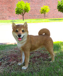Realistic Adorable Canine Pet Pal Shiba Inu Dog Statue 18" Tall Home Decor