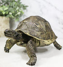 Marine Reptile Lifelike Galapagos Tortoise Taxidermy Replica Figurine 8"L