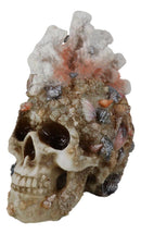 Marine Sea Explorer The Great Barrier Coral Reef Shells And Rocks Skull Figurine