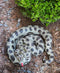 Realistic Ferocious Coiled Boa Snake Hand Painted Taxidermy Statue 17"L