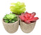 Set of 8 Colorful Realistic Artificial Botanica Flowering Succulents In Pots 6"H