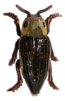 Brown Firefly Lightning Enameled Pewter Austrian Crystals Trinket Jewelry Box