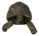Marine Reptile Lifelike Galapagos Tortoise Taxidermy Replica Figurine 8"L